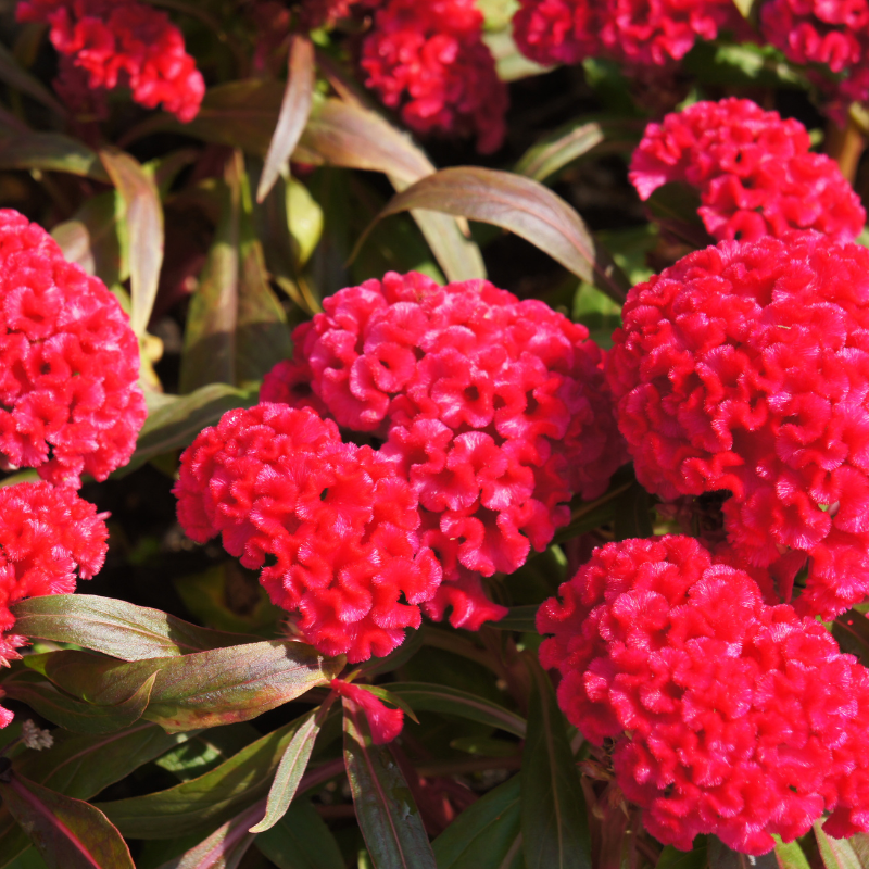 Cockscomb Mixed Color seeds - 25