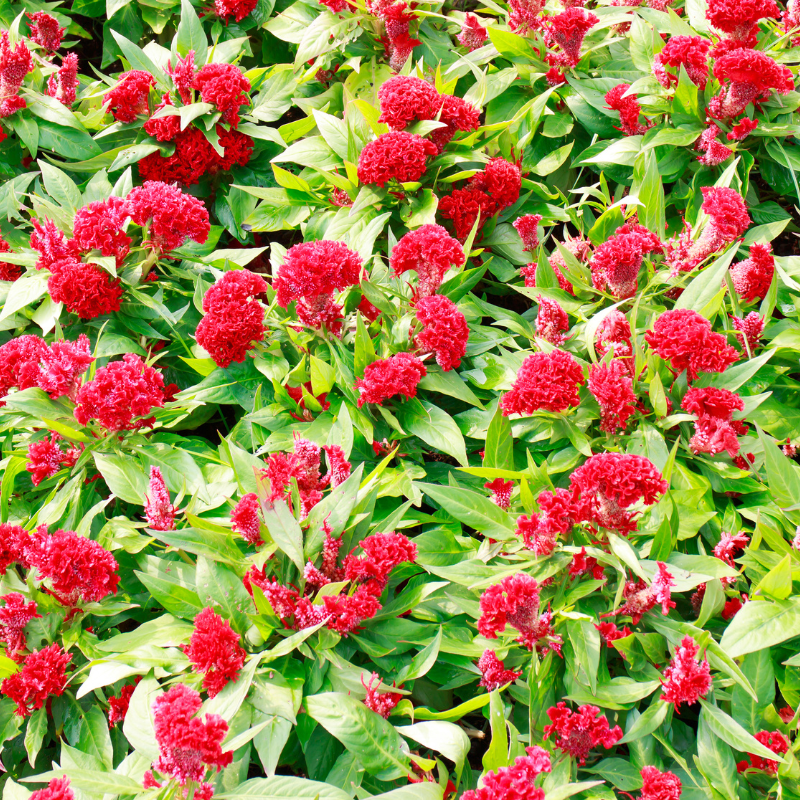 Cockscomb Mixed Color seeds - 25