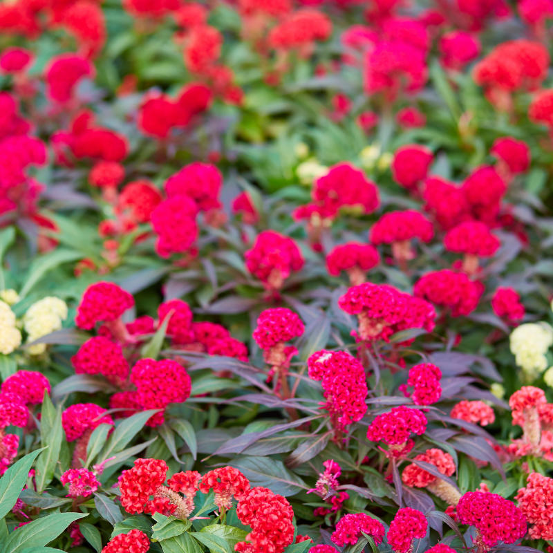 Cockscomb Mixed Color seeds - 25