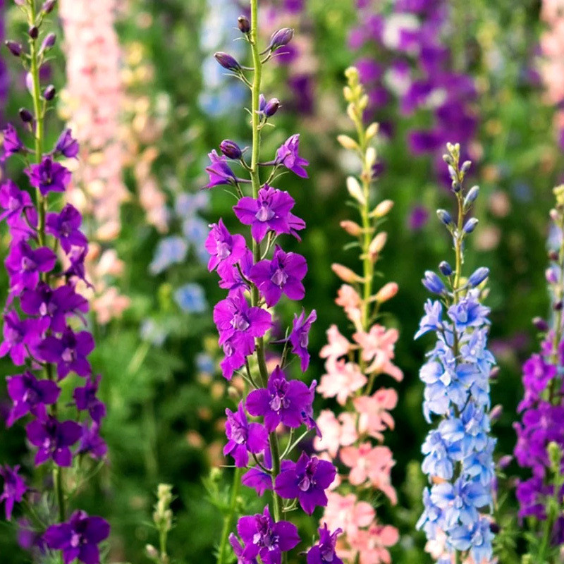 Delphinium seeds, Larkspur mixed - 50