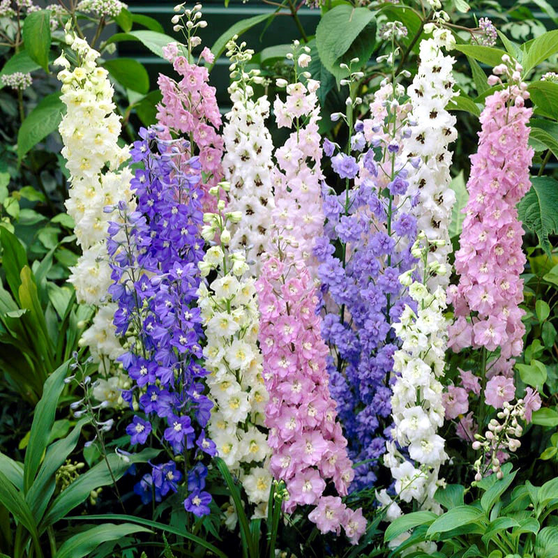 Delphinium seeds, Larkspur mixed - 50