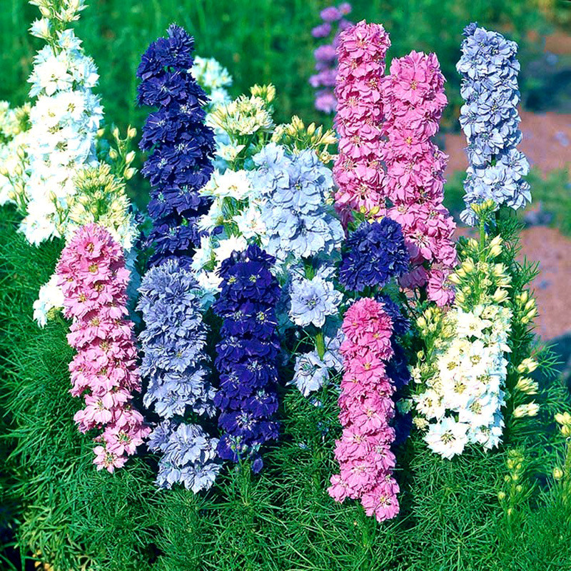 Delphinium seeds, Larkspur mixed - 50