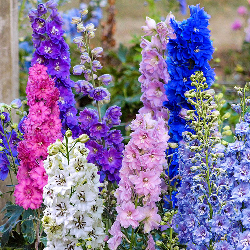 Delphinium seeds, Larkspur mixed - 50