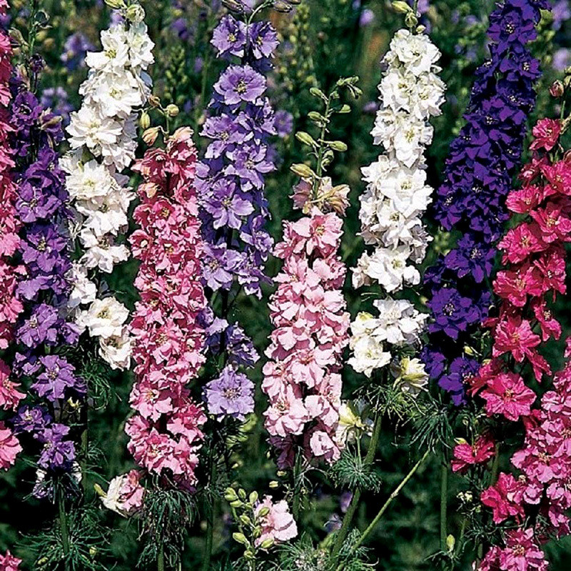Delphinium seeds, Larkspur mixed - 50