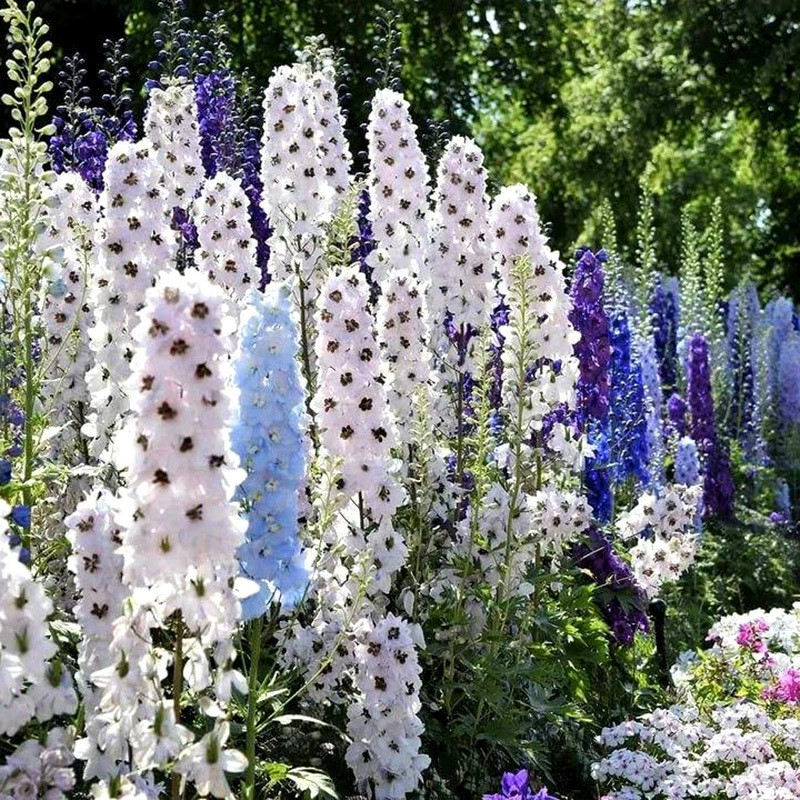 Delphinium seeds, Larkspur mixed - 50