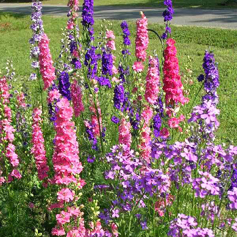 Delphinium seeds, Larkspur mixed - 50