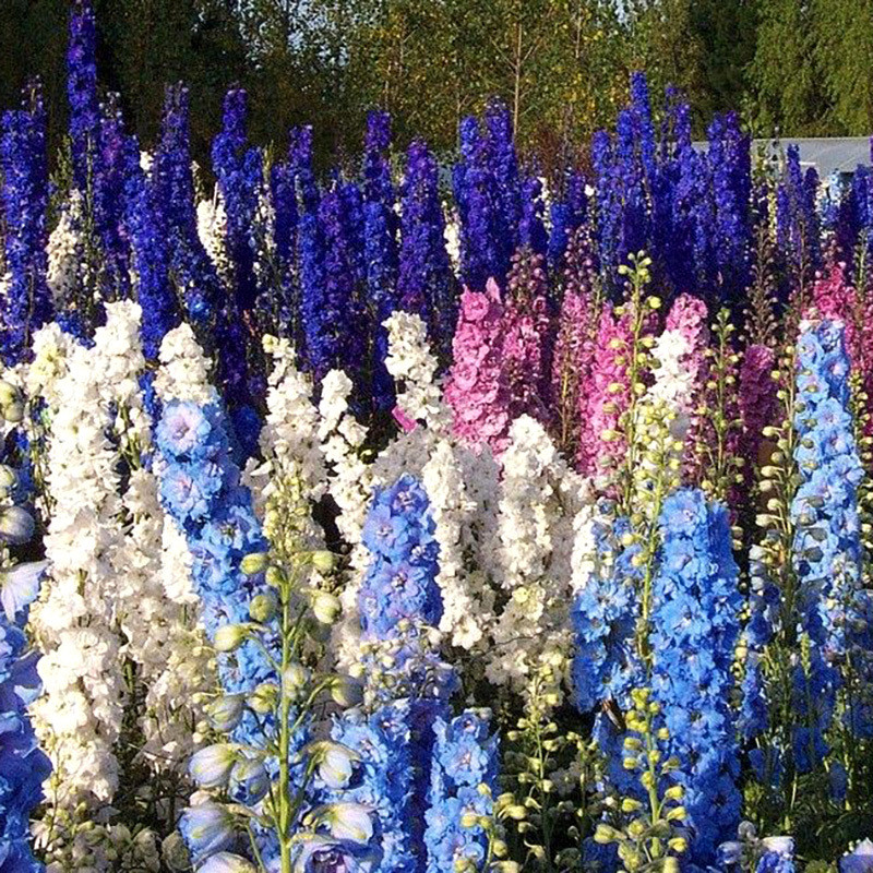 Delphinium seeds, Larkspur mixed - 50