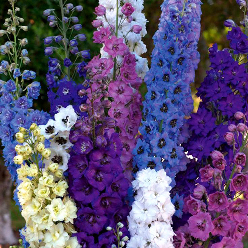 Delphinium seeds, Larkspur mixed - 50