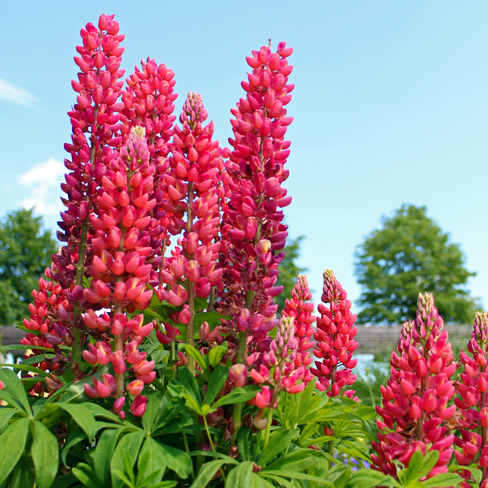 Lupine Cinenaria seeds mixed clolours - 50