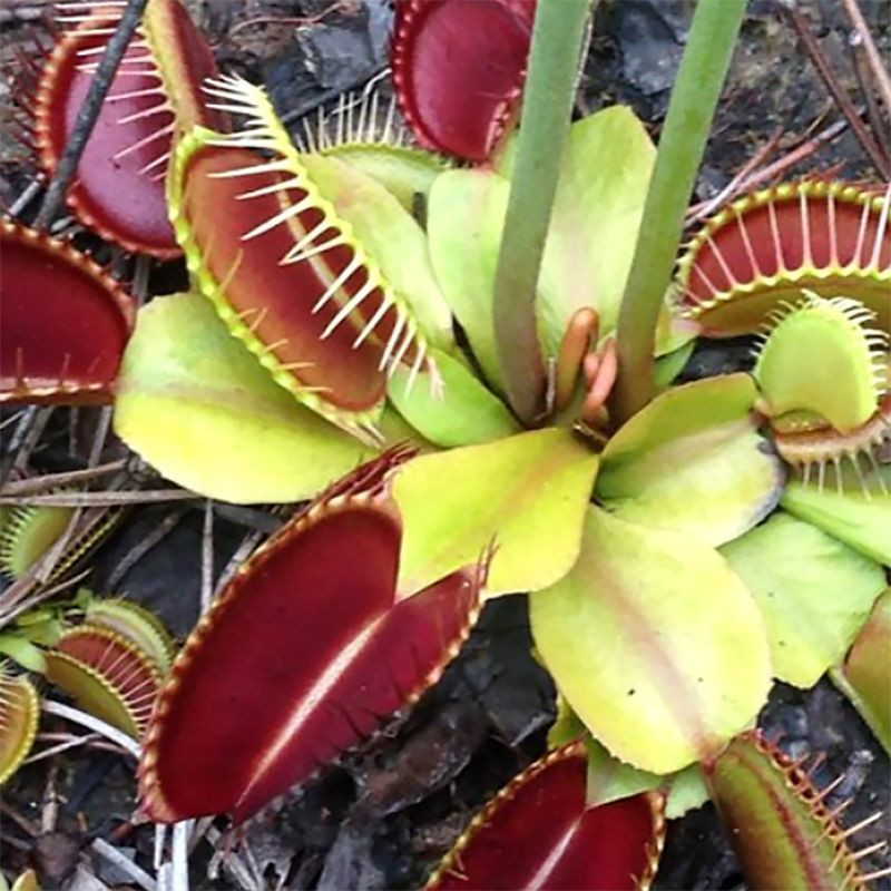 Venus Flytrap (Dionaea muscipula) seeds - 12
