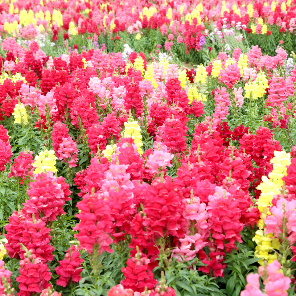 Snapdragon flower seeds mix colours - 20