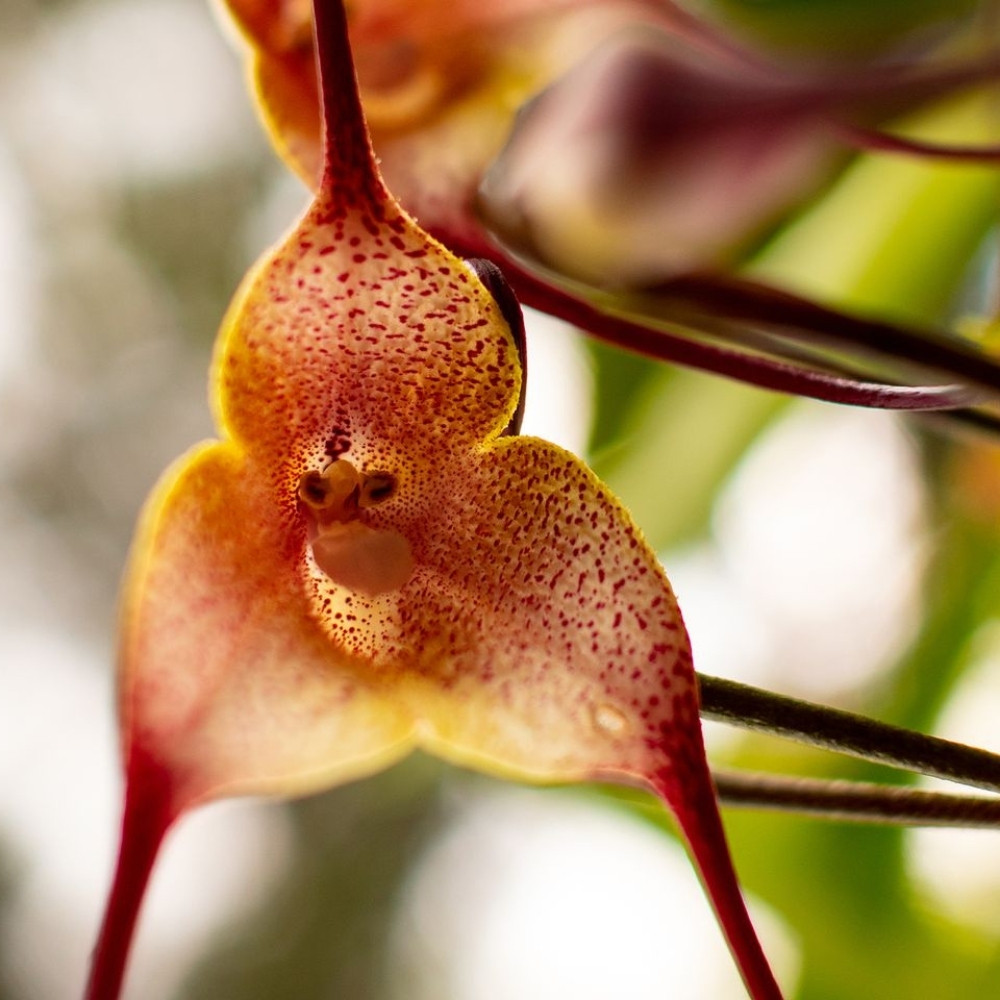 Orchid Monkey face seeds (Mix varietis), Dracula simia - 10