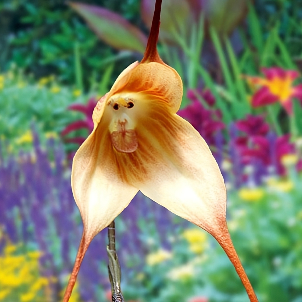Orchid Monkey face seeds (Mix varietis), Dracula simia - 10