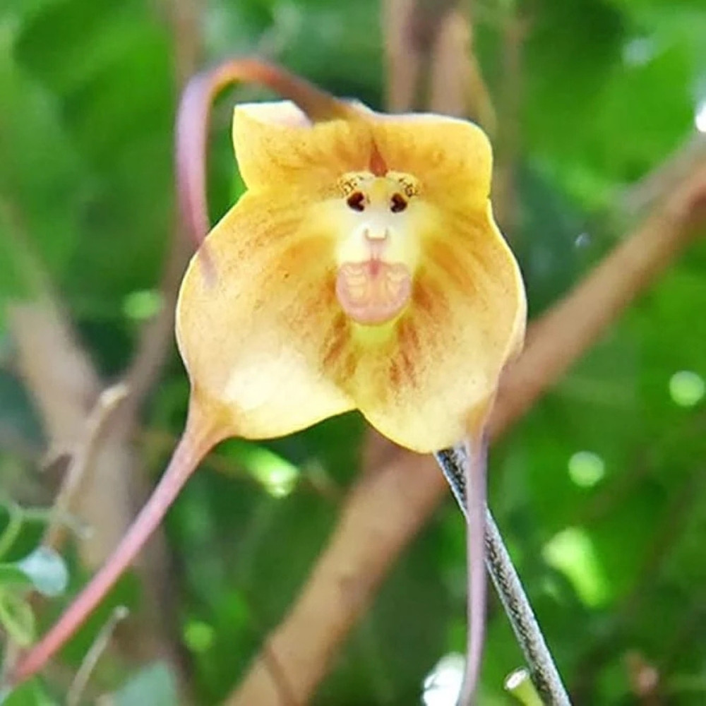Orchid Monkey face seeds (Mix varietis), Dracula simia - 10
