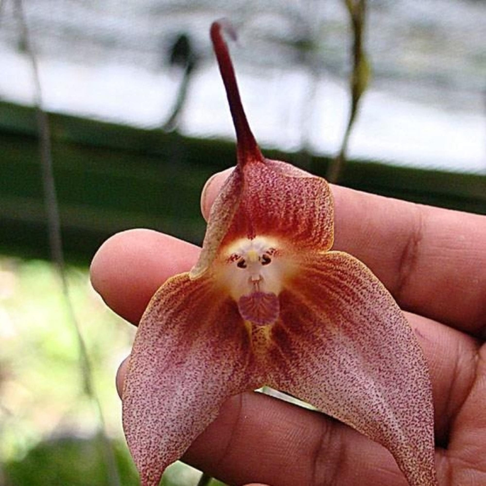 Orchid Monkey face seeds (Mix varietis), Dracula simia - 10