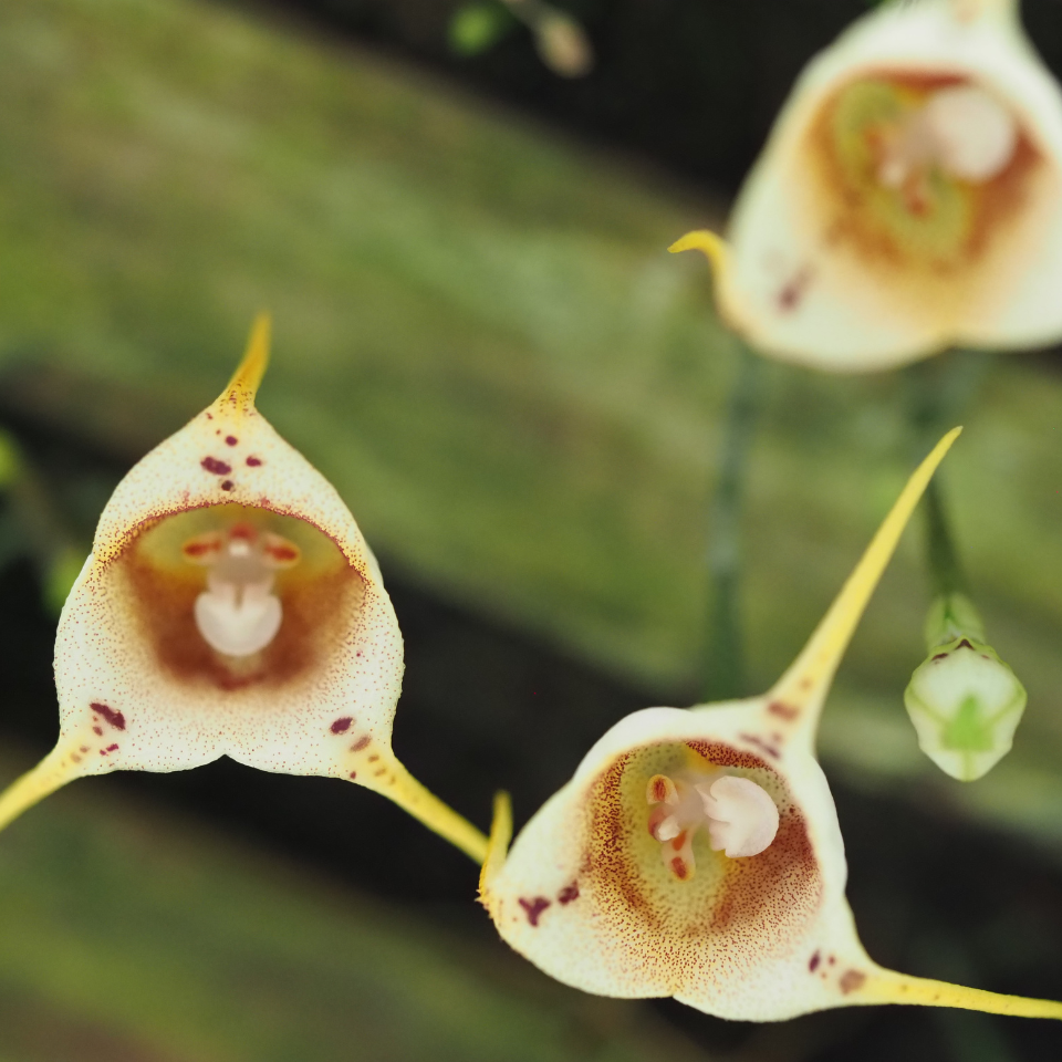 Orchid Monkey face seeds (Mix varietis), Dracula simia - 10
