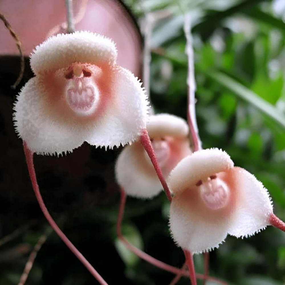 Orchid Monkey face seeds (Mix varietis), Dracula simia - 10