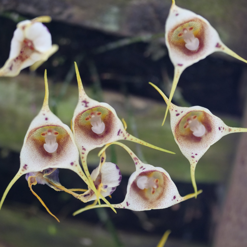 Orchid Monkey face seeds (Mix varietis), Dracula simia - 10