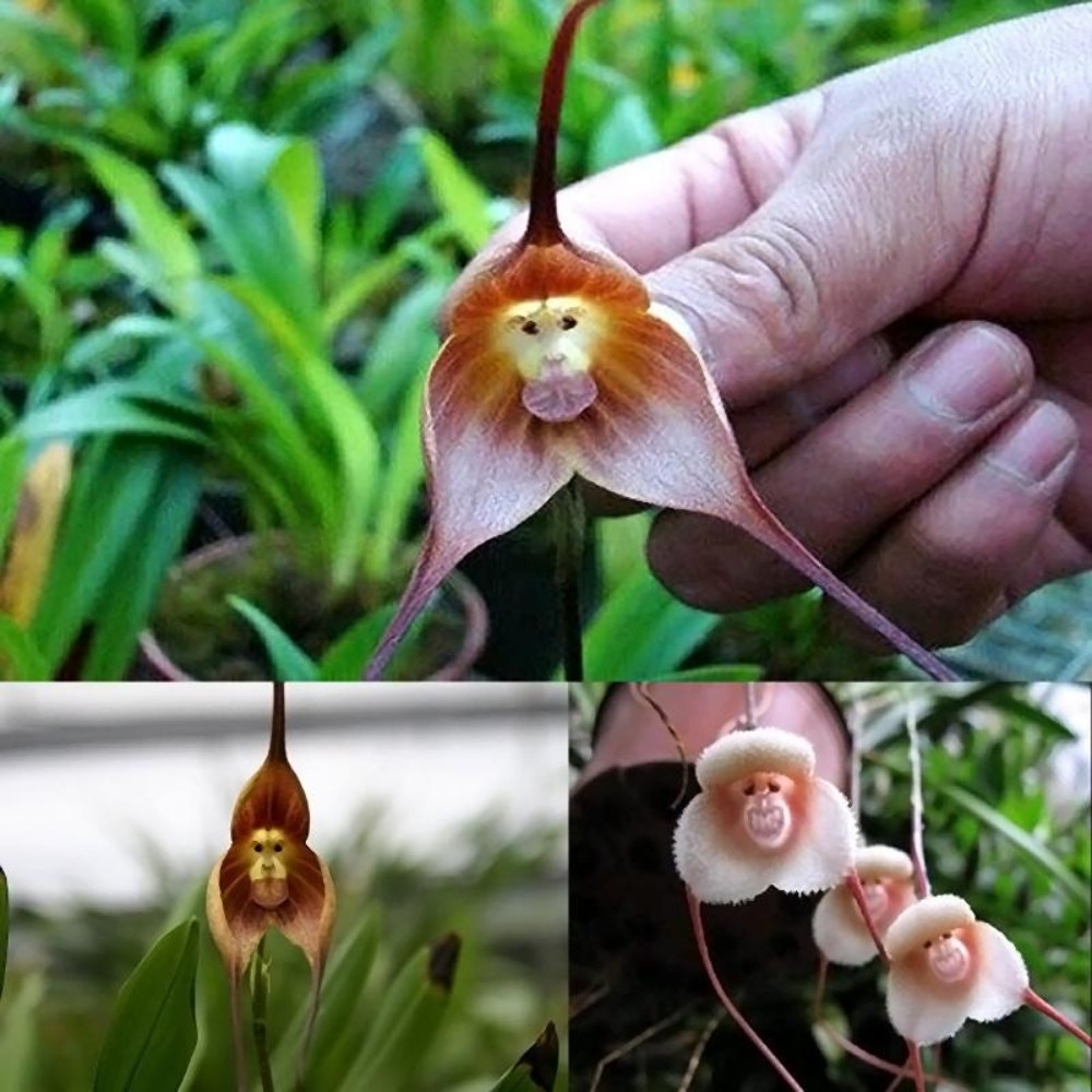 Orchid Monkey face seeds (Mix varietis), Dracula simia - 10