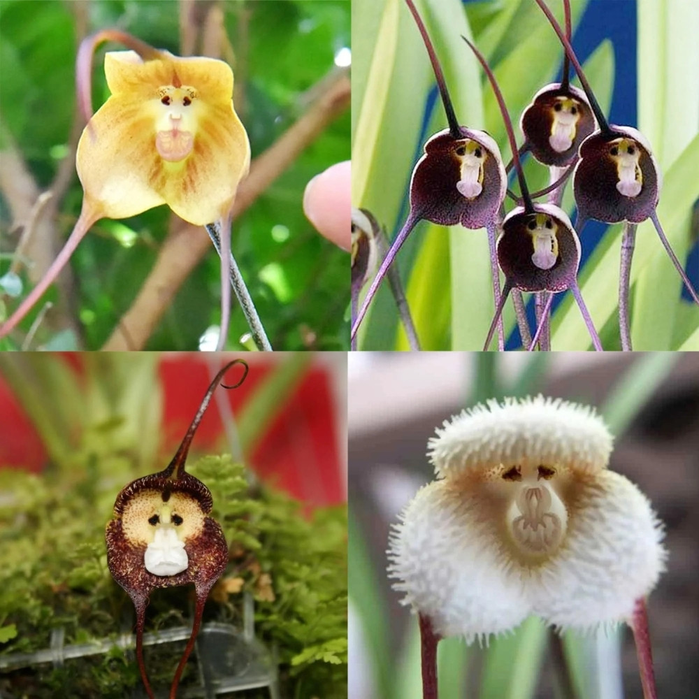 Orchid Monkey face seeds (Mix varietis), Dracula simia - 10