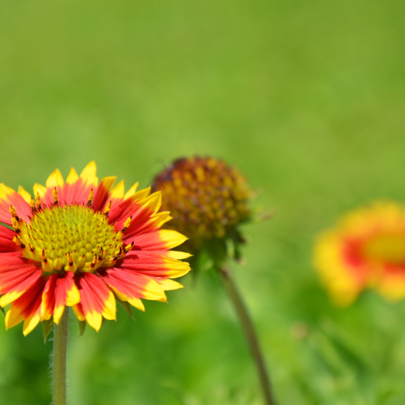 Firewheel, Indian blanket (Gaillardia Pulchella) seeds - 40