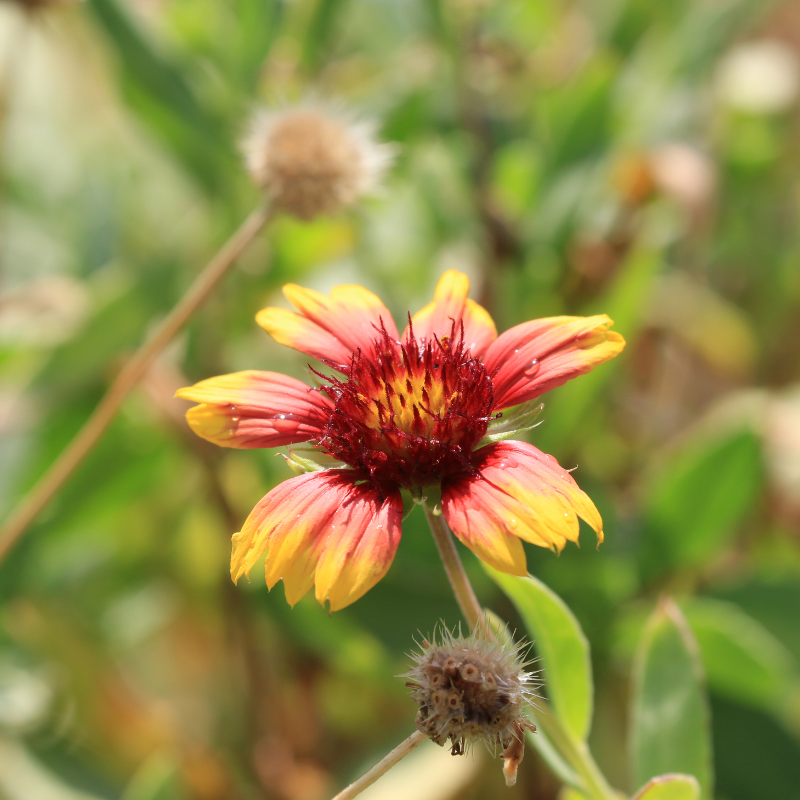 Firewheel, Indian blanket (Gaillardia Pulchella) seeds - 40