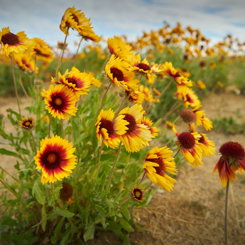 Firewheel, Indian blanket (Gaillardia Pulchella) seeds - 40