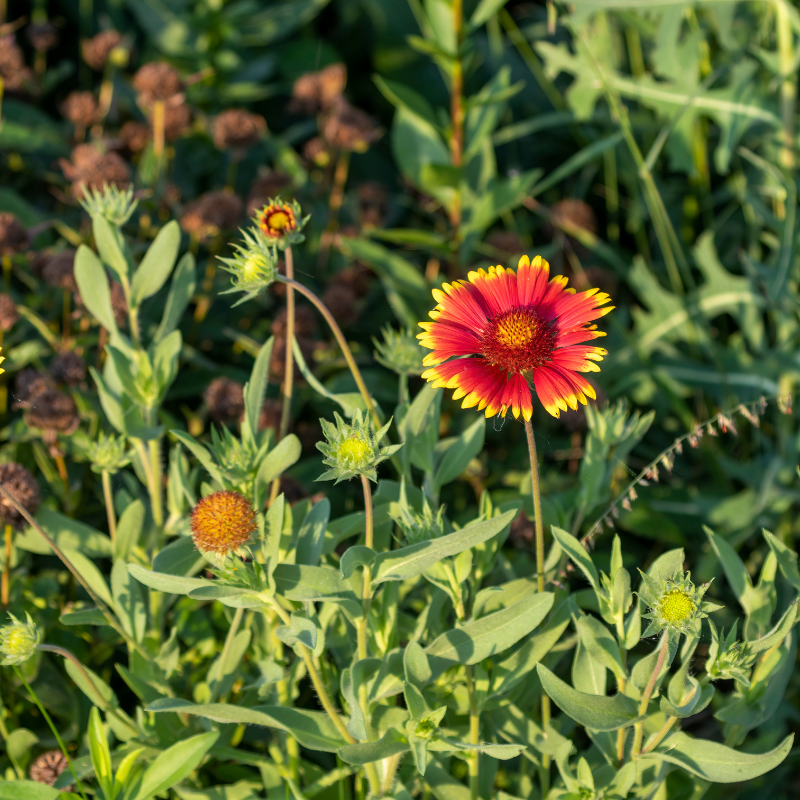 Firewheel, Indian blanket (Gaillardia Pulchella) seeds - 40