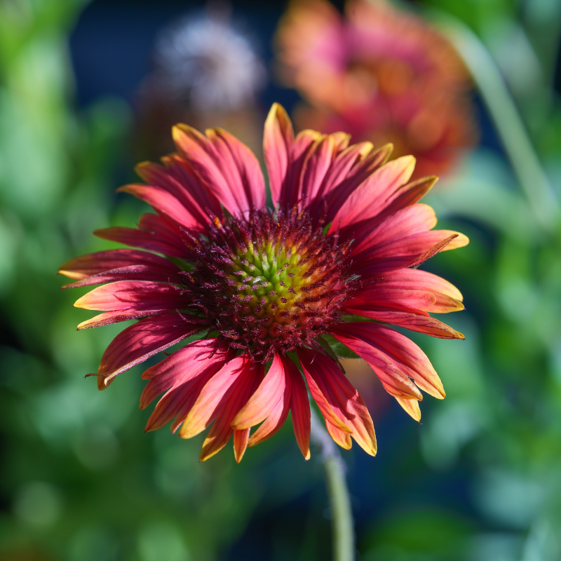 Firewheel, Indian blanket (Gaillardia Pulchella) seeds - 40