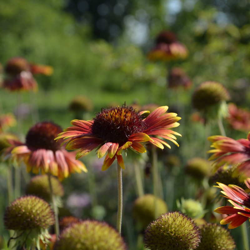 Firewheel, Indian blanket (Gaillardia Pulchella) seeds - 40