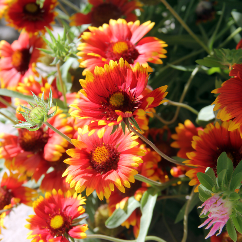 Firewheel, Indian blanket (Gaillardia Pulchella) seeds - 40