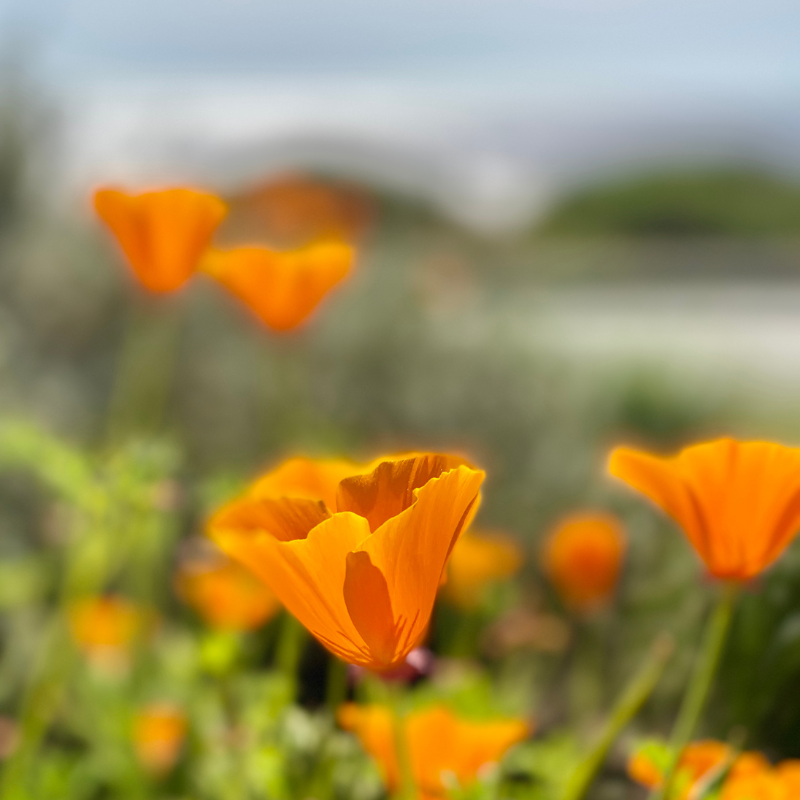 California poppy mix seeds - 50