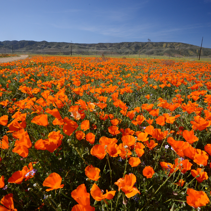 California poppy mix seeds - 50