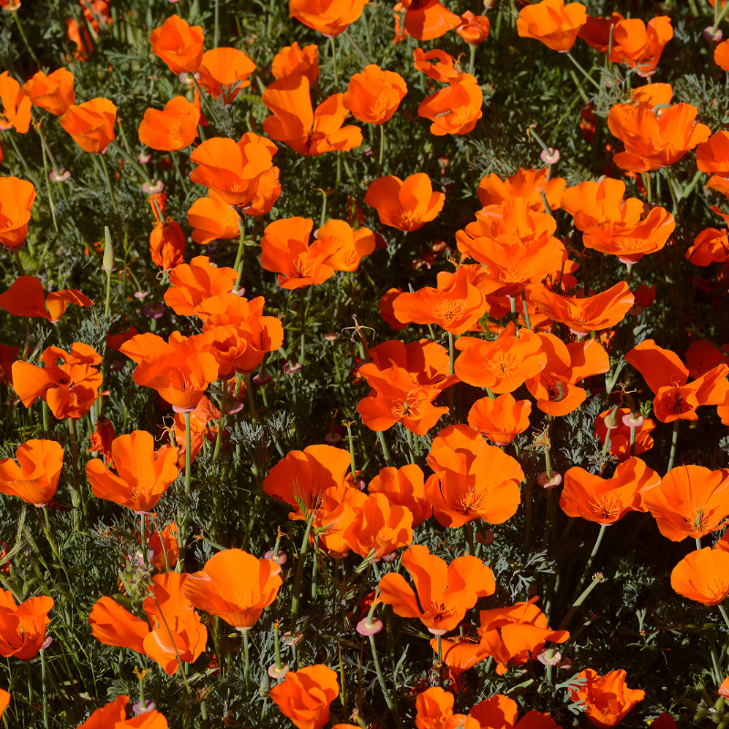 California poppy mix seeds - 50