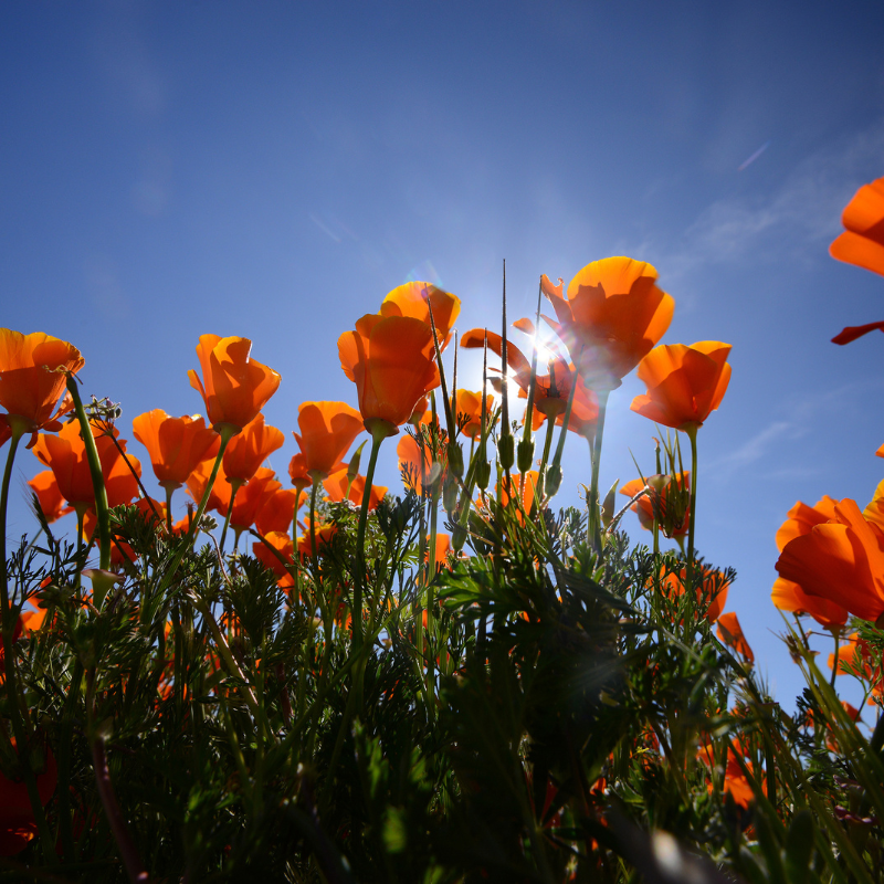 California poppy mix seeds - 50