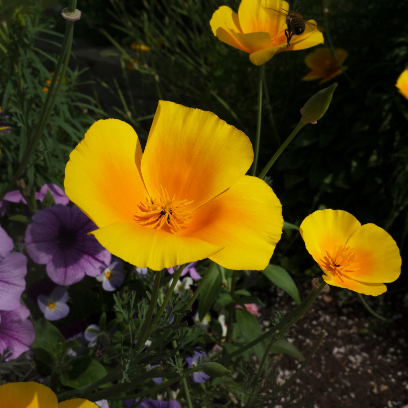 California poppy mix seeds - 50