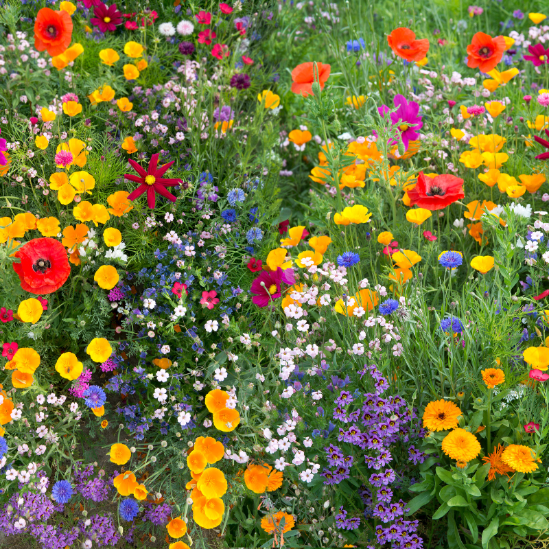 California poppy mix seeds - 50