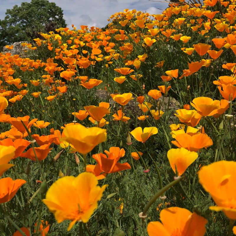 California poppy mix seeds - 50