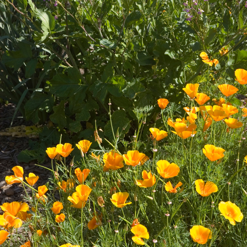 California poppy mix seeds - 50