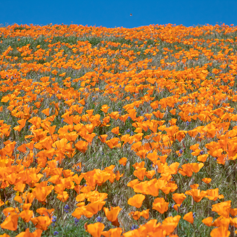 California poppy mix seeds - 50