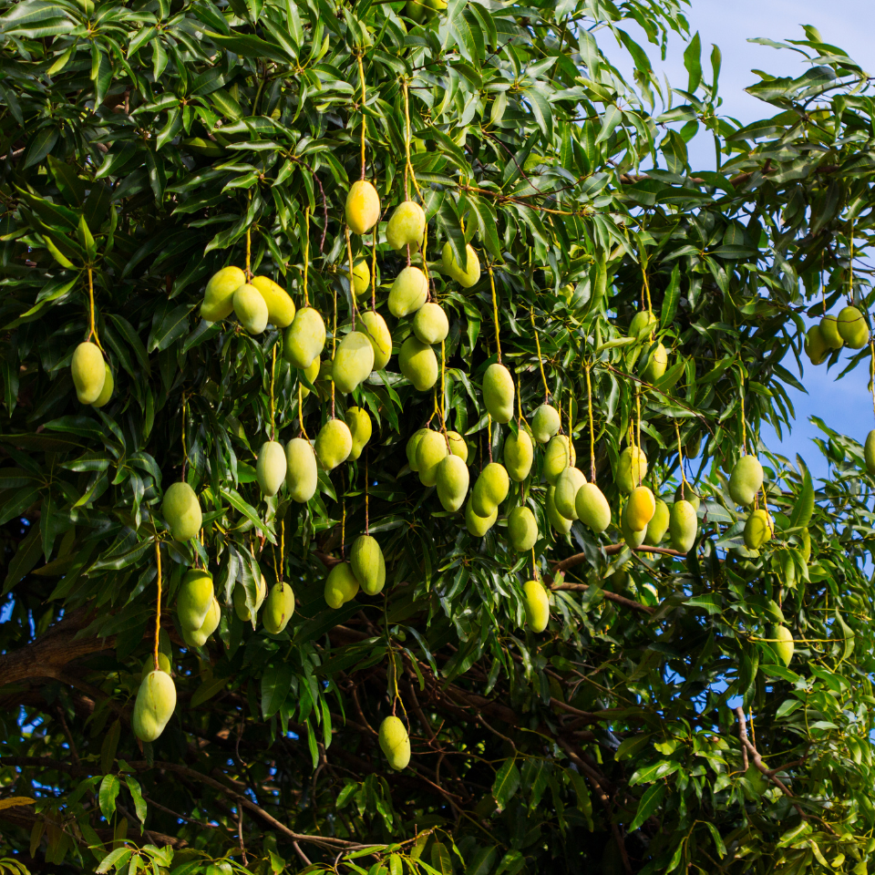 Neelam Mango, Mangifera Indica - 2
