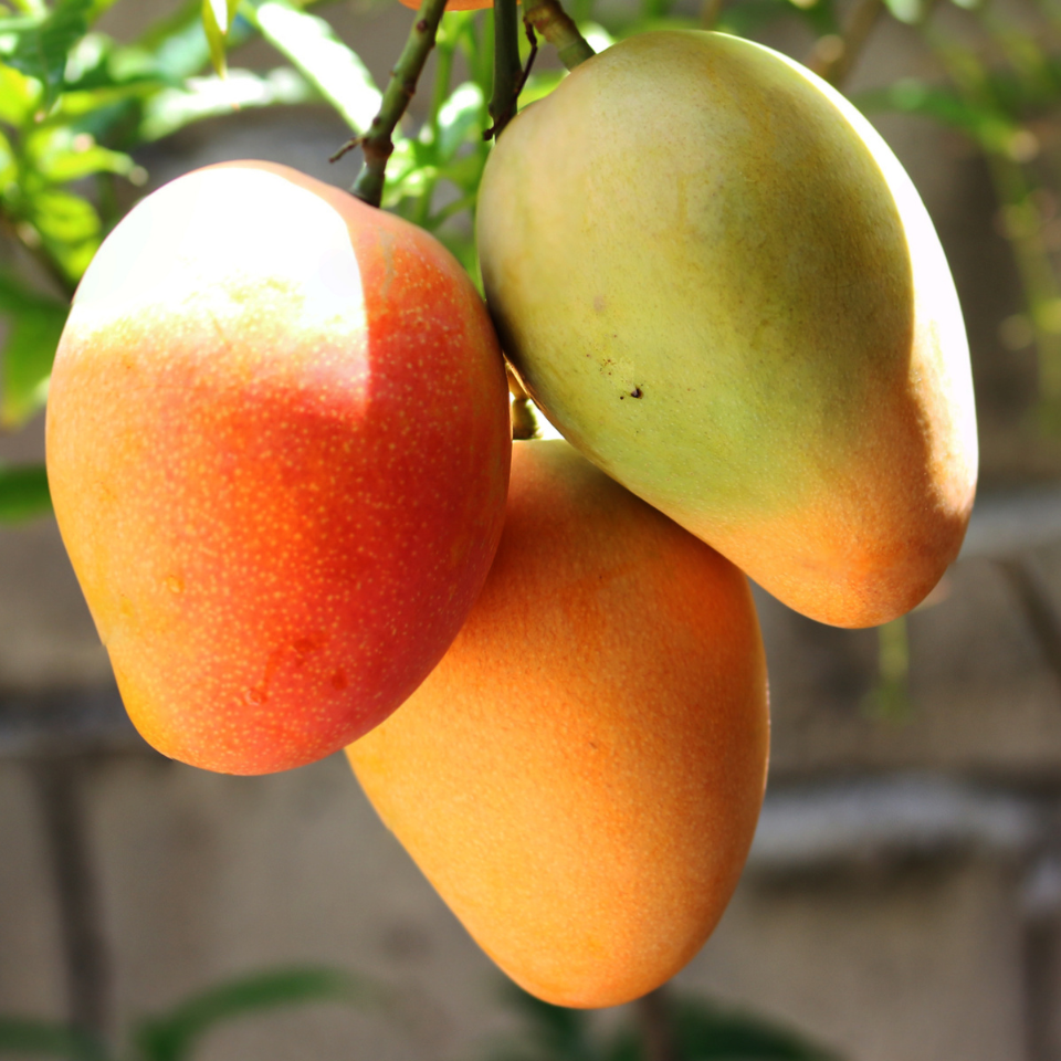 Neelam Mango, Mangifera Indica - 2