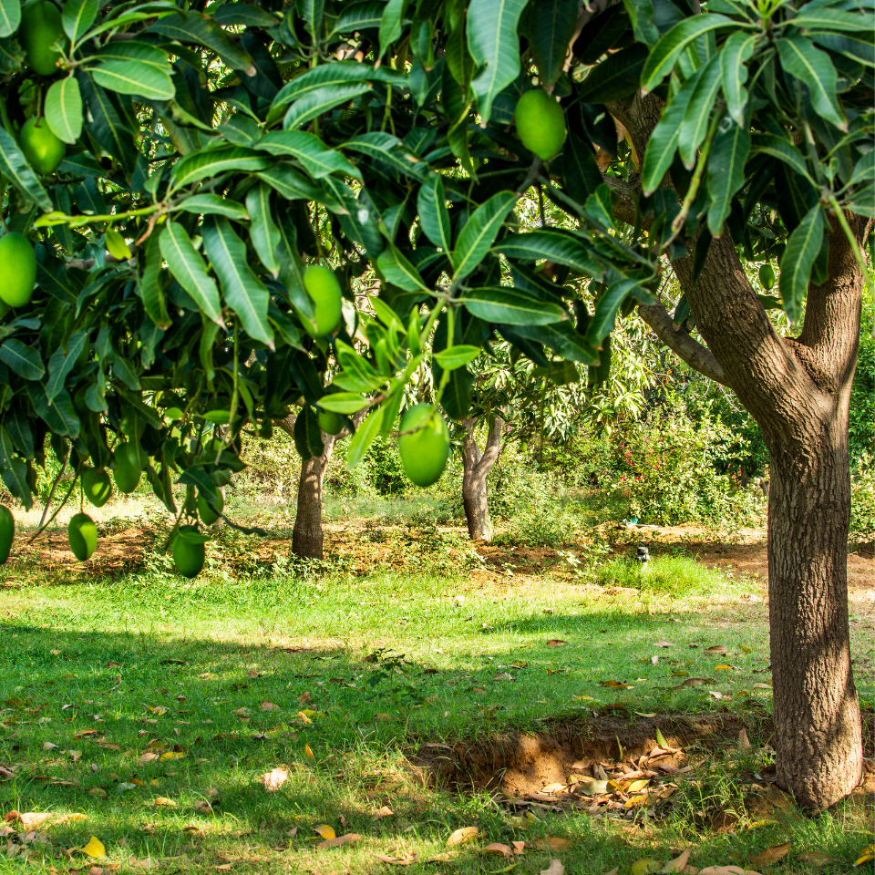 Neelam Mango, Mangifera Indica - 2
