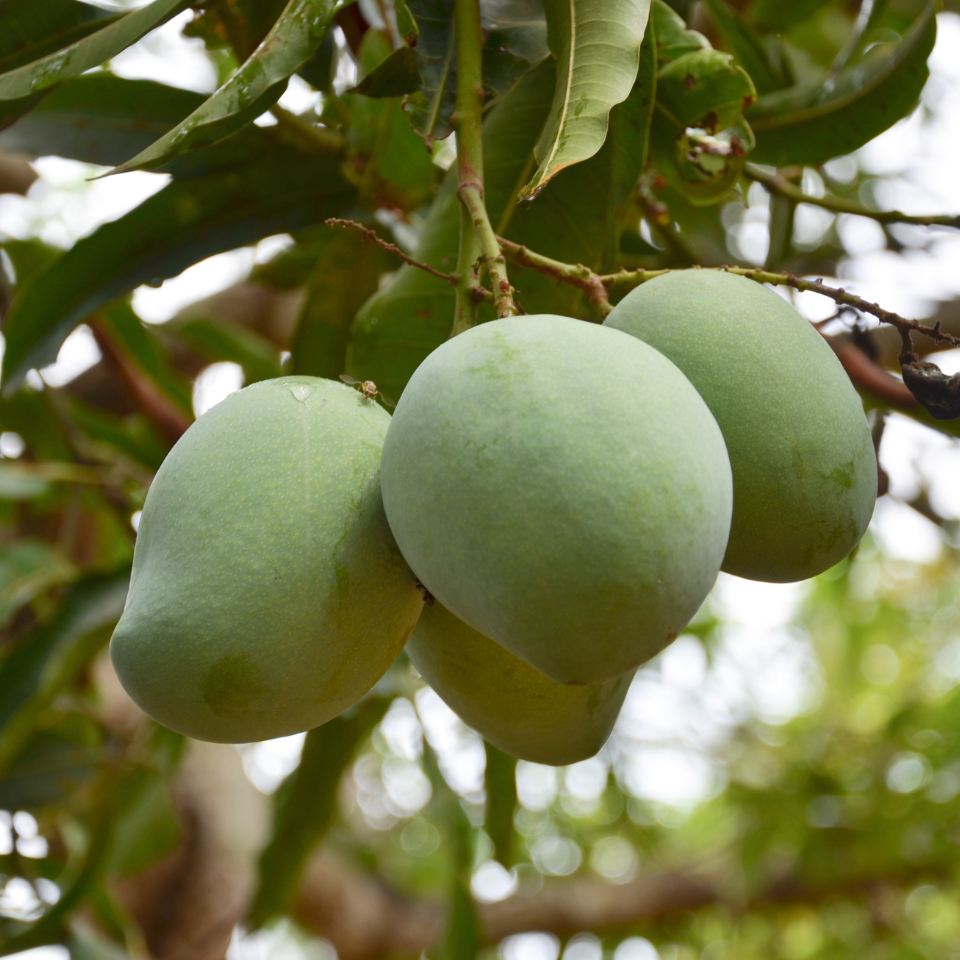 Neelam Mango, Mangifera Indica - 2