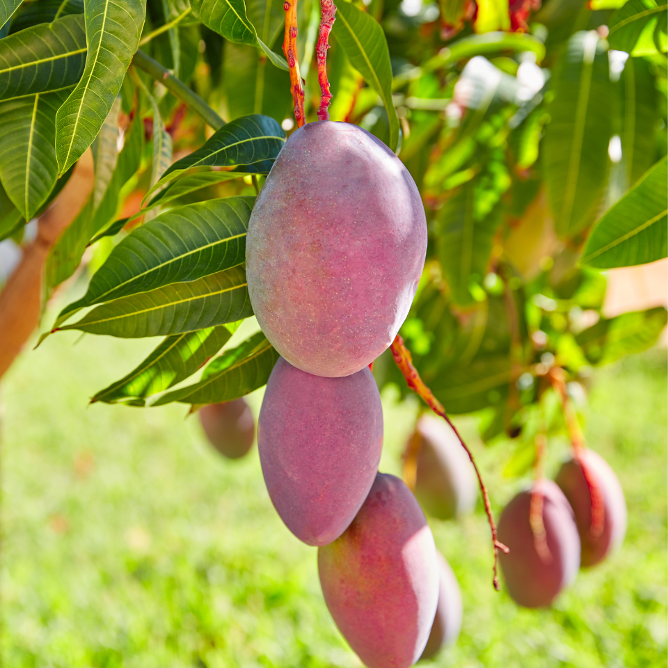 Neelam Mango, Mangifera Indica - 2