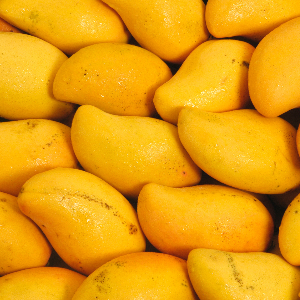 Neelam Mango, Mangifera Indica - 2