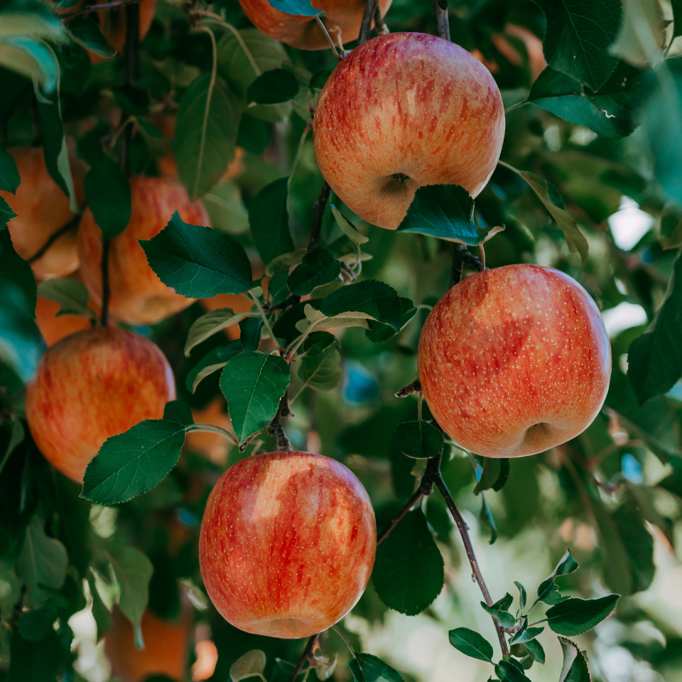 Himalayan Apple Mix, Malus Domestica seeds - 15