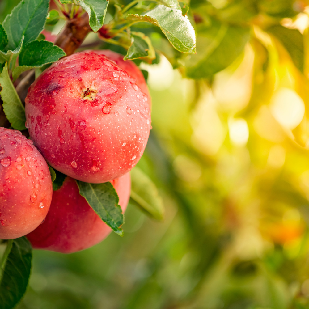 Himalayan Apple Mix, Malus Domestica seeds - 15