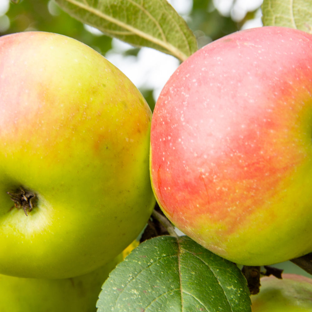 Himalayan Apple Mix, Malus Domestica seeds - 15