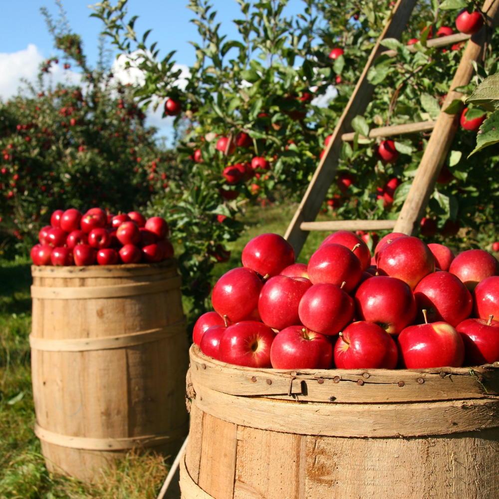 Himalayan Apple Mix, Malus Domestica seeds - 15